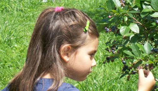 Alexis picking blue berries