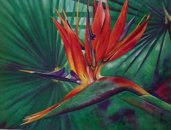 Bird of Paradise