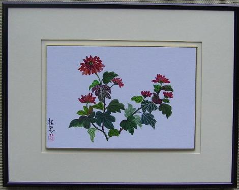 Chrysanthemum 1