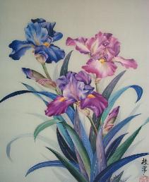 Iris
